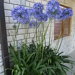 Apartamento Pino